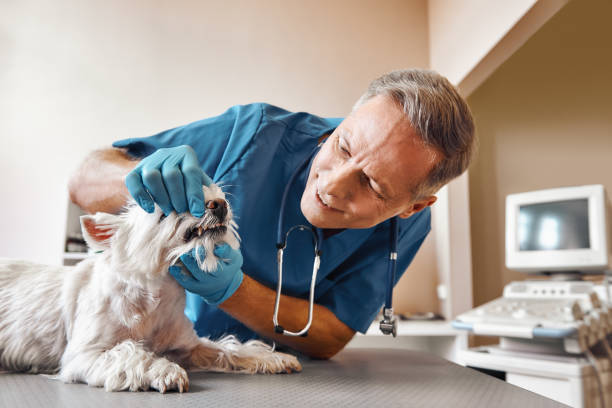 Best Emergency Broken Tooth Repair in Estherville, IA